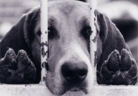 Dealing Dogs HBO